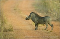 /album/aparjeb/penjari-phacoch%c3%a8re-jpg/